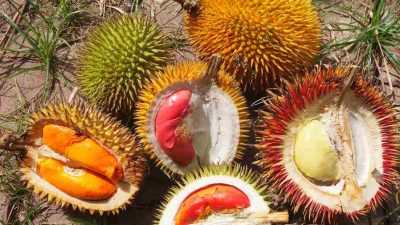 Buah Lai, Si Sepupu Durian yang Kaya Manfaat dan Ramah Aroma